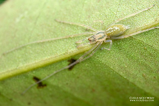 Sac spider (Cheiracanthium cf. leucophaeum) - DSC_0599