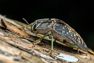 Jewel beetle (Polybothris quadricollis) - DSC_2651