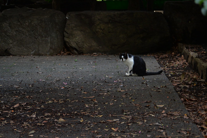 Nikon Df+AF P DX NIKKOR 70 300mm f4 5 6 3G ED VR東池袋中央公園の猫だまり 黒白八割れ