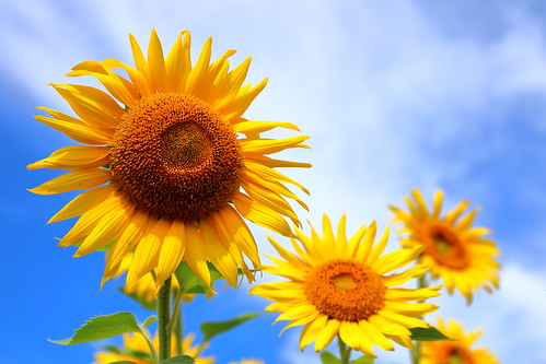 flower flowers sunflower yellow 岩手県 矢巾町 煙山ひまわりパーク ひまわり