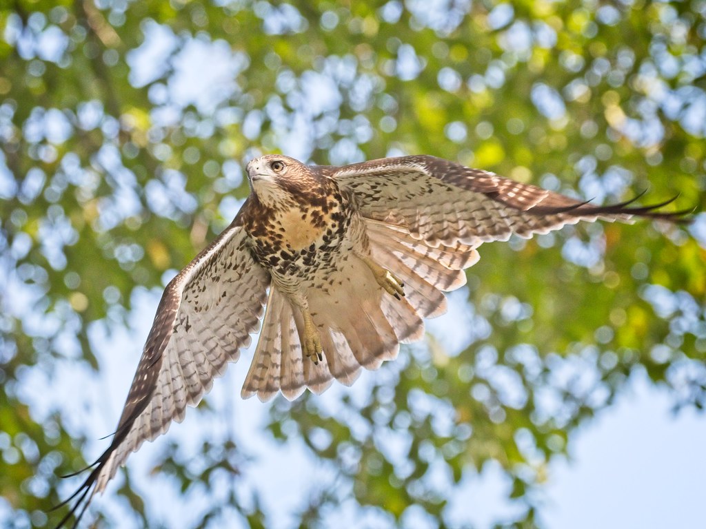 Tompkins Square red-tail fledgling