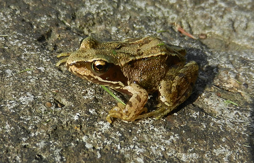 Common Frog DSCN8846