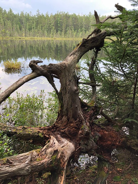 Samuel de Champlain - Dead tree