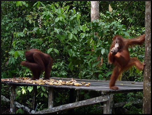 Indonesia en 2 semanas: orangutanes, templos y tradiciones - Blogs de Indonesia - Parque Nacional Tanjung Puting (26)