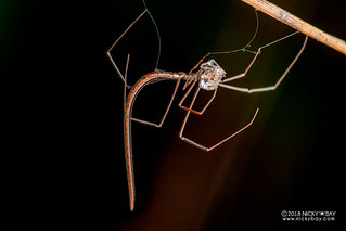 Comb-footed twig spider (cf. Ariamnes sp.) - DSC_1935