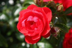 Miniature Red Rose