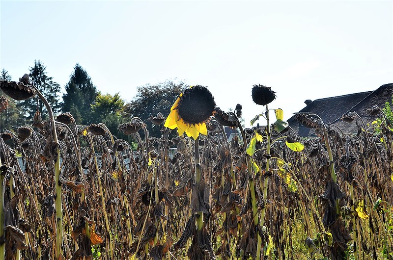 Sunflower 12.09 (2)