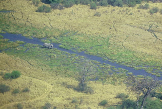 Moremi Game Reserve: vuelo en avioneta y me pareció ver un lindo gatito... - BOTSWANA, ZIMBABWE Y CATARATAS VICTORIA: Tras la Senda de los Elefantes (11)