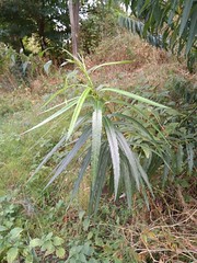 Katwilg (Salix viminalis) aan de Ubbergseweg