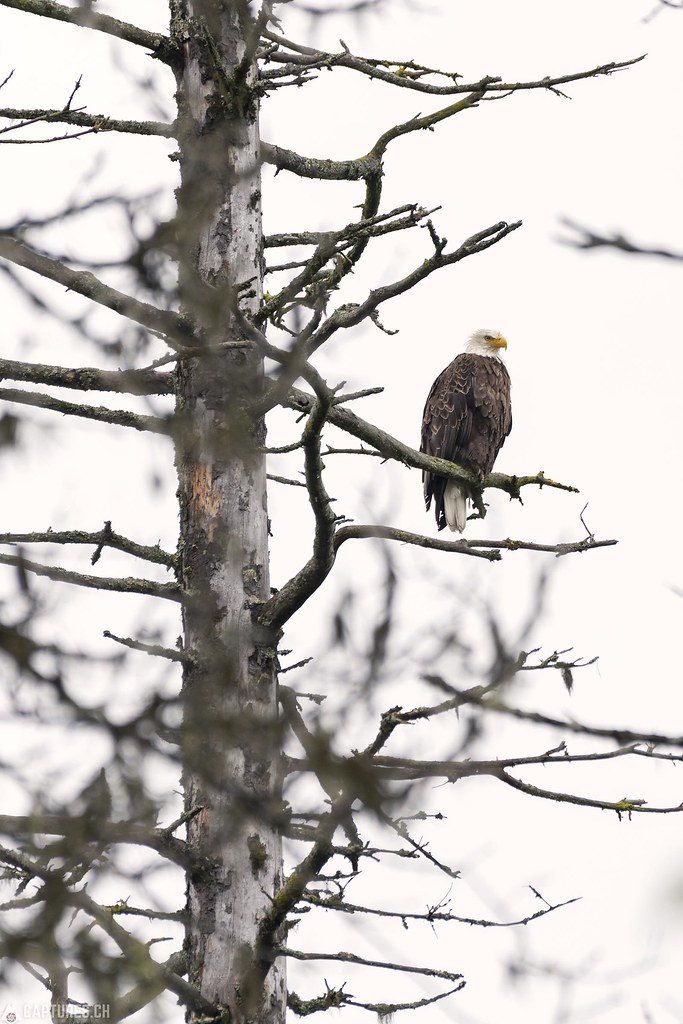 Bald eagle - Alaska