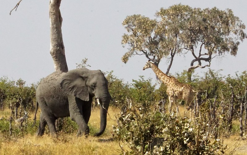 De Moremi a Savuti, entre jirafas y elefantes - BOTSWANA, ZIMBABWE Y CATARATAS VICTORIA: Tras la Senda de los Elefantes (25)
