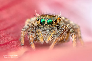 Green-eyed jumping spider (Salticidae) - DSC_9531