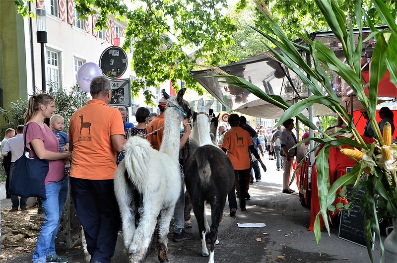 Cheese Days Solothurn 06.09 (11)