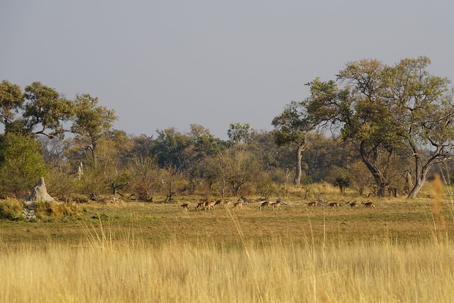 Delta del Okavango: safari a pie y paseos en mokoro, emoción y relax en Botswana - BOTSWANA, ZIMBABWE Y CATARATAS VICTORIA: Tras la Senda de los Elefantes (12)