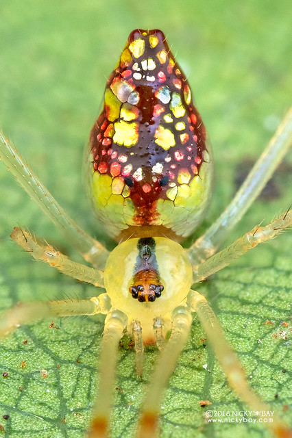 Comb-footed mirror spider (Thwaitesia sp.) - DSC_2388b
