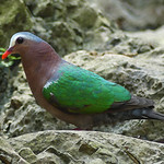 Emerald-dove2