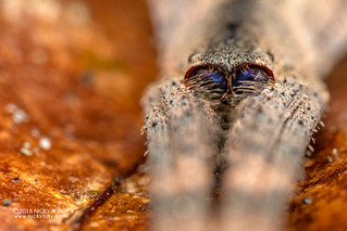 Net-casting spider (Deinopis sp.) - DSC_9922