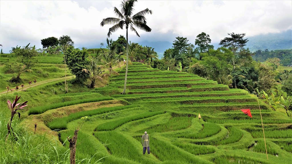 Jatiluwih tarasy ryżowe Bali