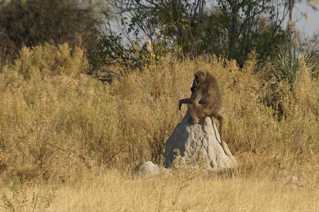Del Kalahari al delta del Okavango, el corazón de Botswana - BOTSWANA, ZIMBABWE Y CATARATAS VICTORIA: Tras la Senda de los Elefantes (26)