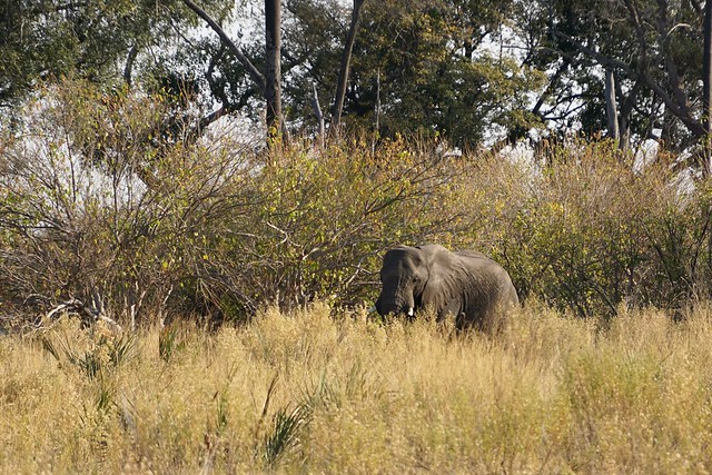Del Kalahari al delta del Okavango, el corazón de Botswana - BOTSWANA, ZIMBABWE Y CATARATAS VICTORIA: Tras la Senda de los Elefantes (27)