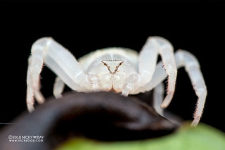 Crab spider (Cyriogonus sp.) - DSC_0590