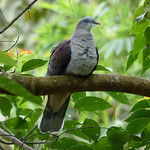 mountain-imperial-pigeon