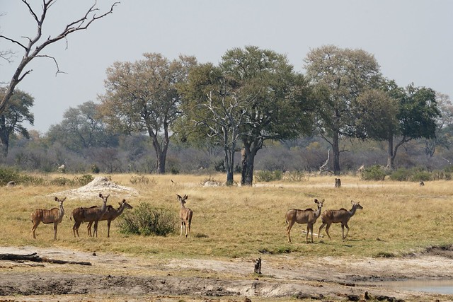 Hwange National Park, territorio salvaje - BOTSWANA, ZIMBABWE Y CATARATAS VICTORIA: Tras la Senda de los Elefantes (23)