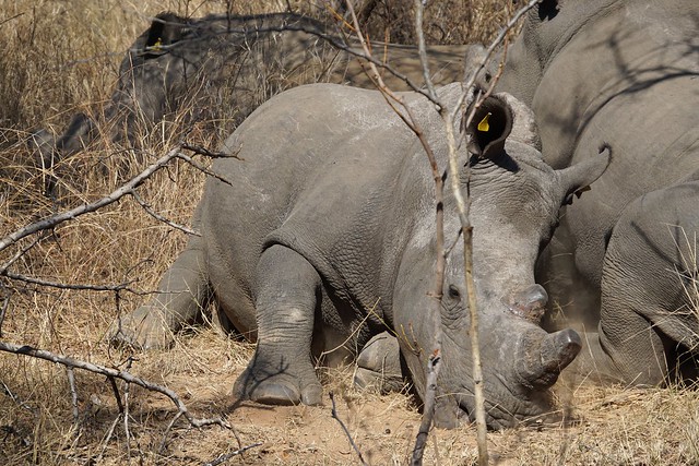 Matobo National Park: kopjes, arte rupestre y rinocerontes - BOTSWANA, ZIMBABWE Y CATARATAS VICTORIA: Tras la Senda de los Elefantes (12)
