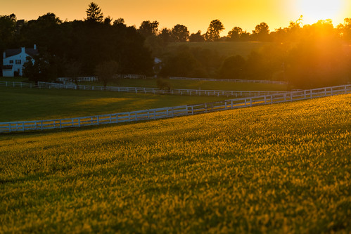 dusk farm horsefarm sunset grass summer sun field landscape