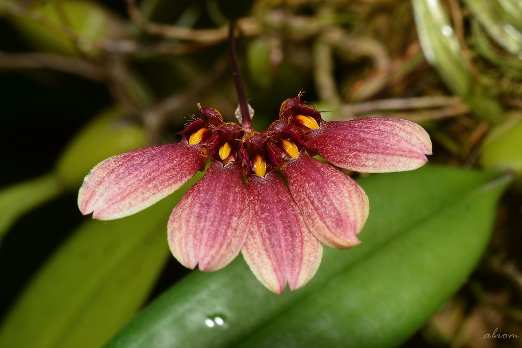Bulbophyllum flabellum veneris