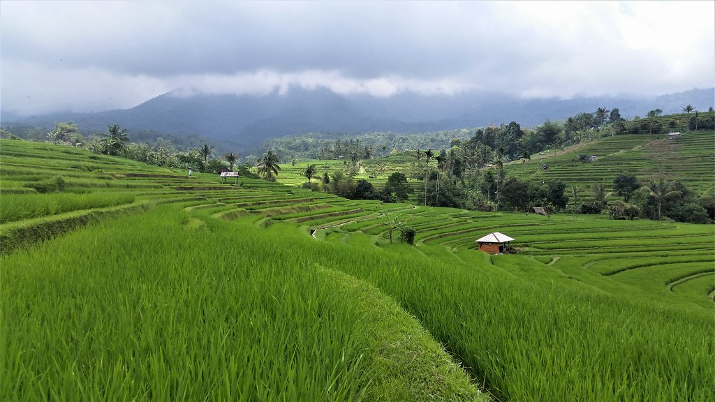 Jatiluwih tarasy ryżowe Bali