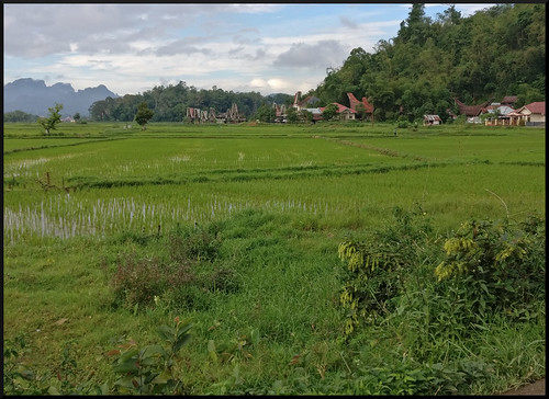 Indonesia en 2 semanas: orangutanes, templos y tradiciones - Blogs de Indonesia - Sulawesi, descubriendo las tradiciones Tana Toraja (55)