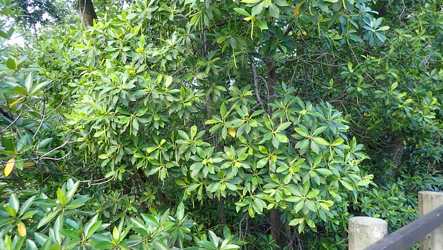 Lenggadai (Bruguiera parviflora)