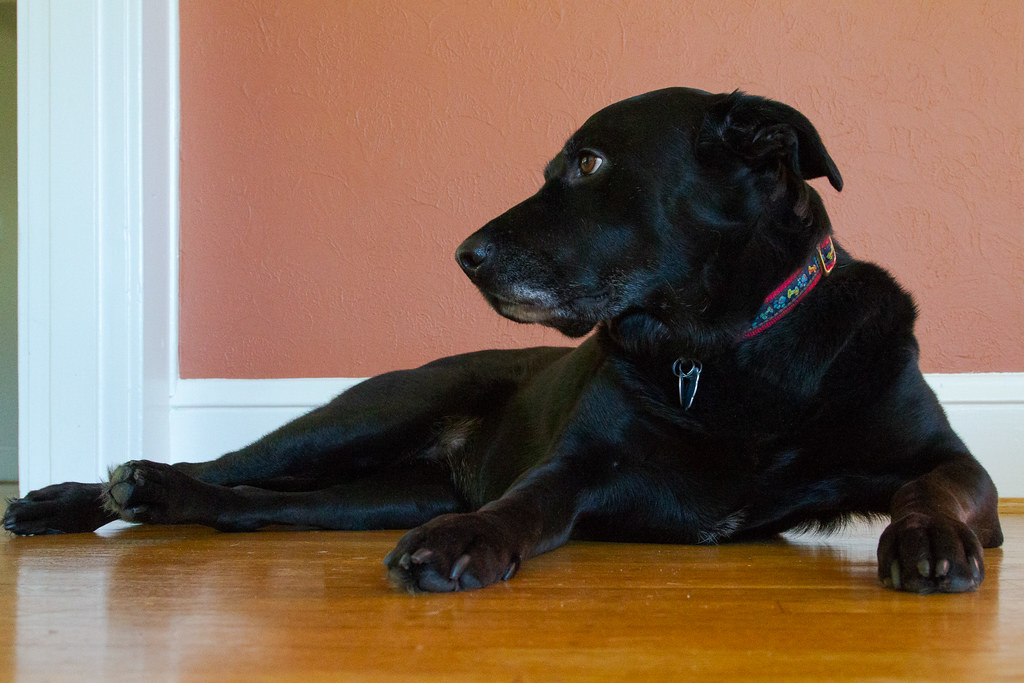 A ground-level view of our dog Ellie lying down on the hardwood floor in the dining room