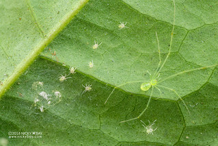 Jade comb-footed spider (Theridiidae) - DSC_2307