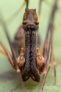Assassin spider / Pelican spider (Eriauchenius sp.) - ESC_0128