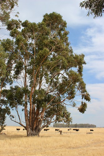 preserve solano california jepson