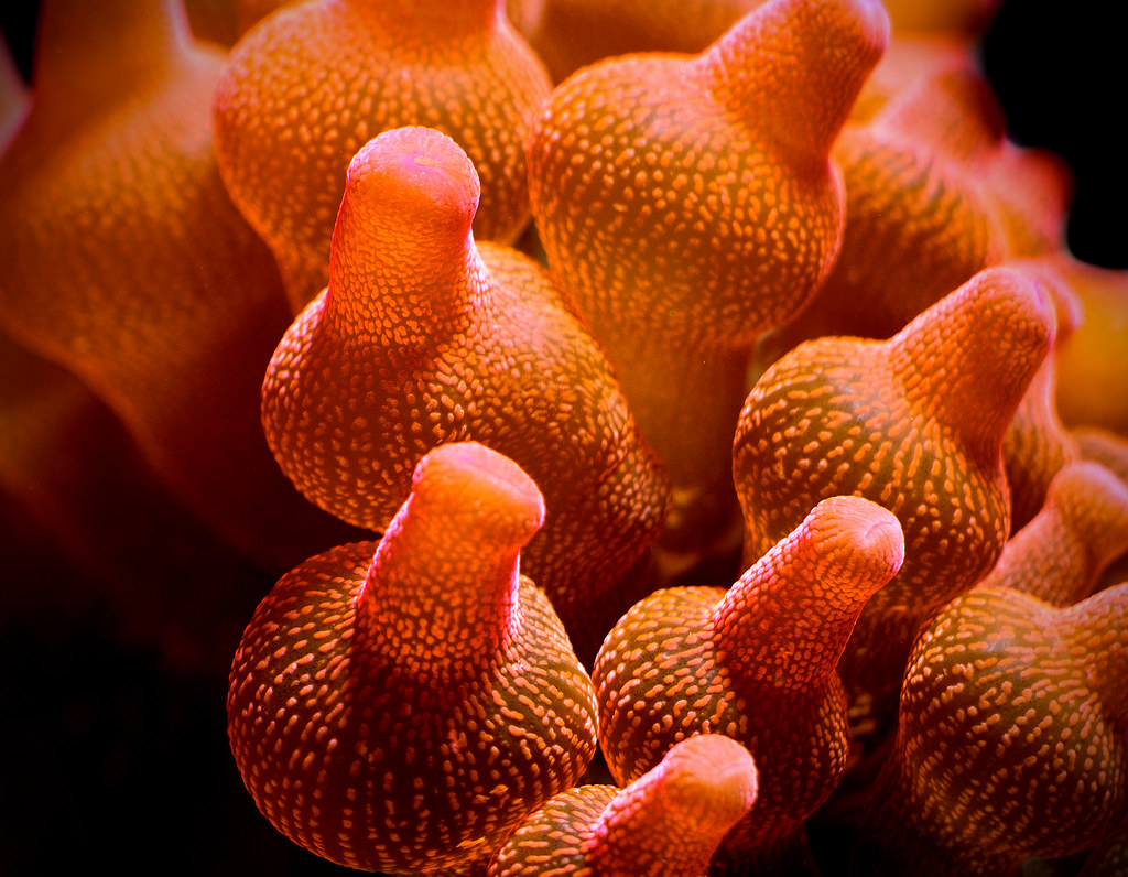 Bubbletip anemone