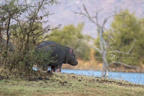 nijlpaard hippopotamusamphibius d500 nikon pilanesbergnationalpark southafrica zuidafrika
