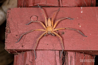 Huntsman spider (Thunberga nossibeensis) - DSC_2073