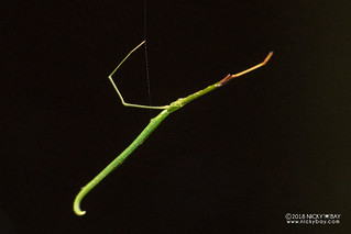 Twig comb-footed spider (cf. Ariamnes sp.) - DSC_9939