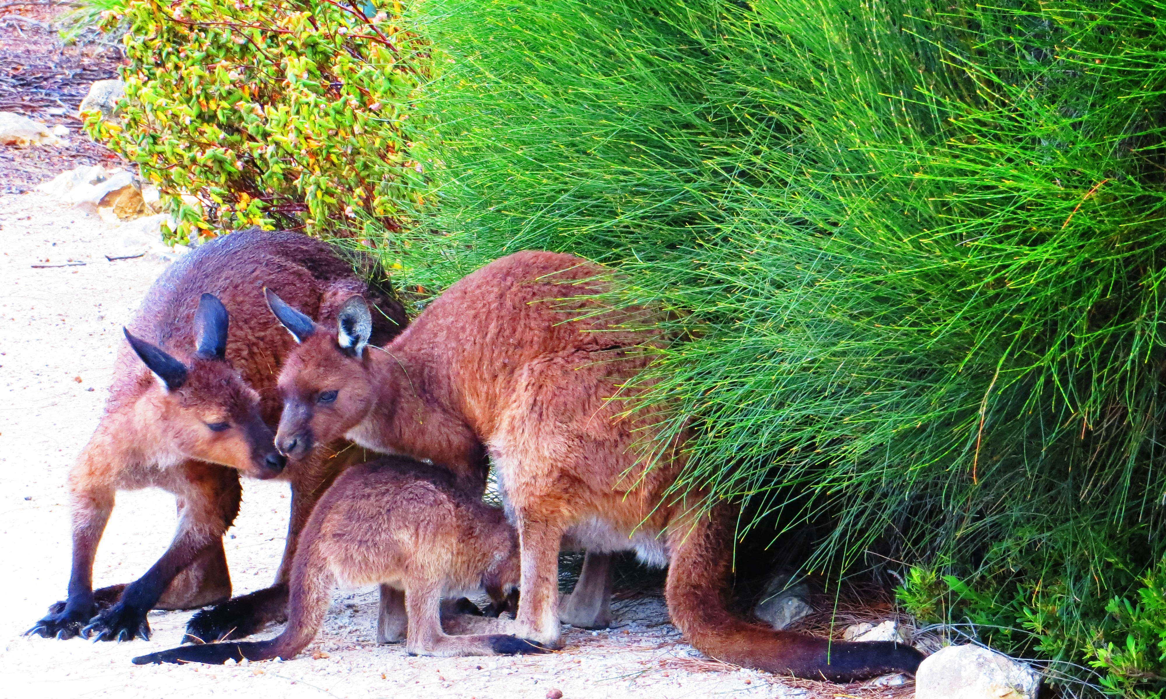 Family of Kangaroo Island kangaroos (Macropus fuliginosus fuliginosus) in springtime. Photo taken at Flinders Chase National Park, Kangaroo Island, South Australia on November 7, 2013.