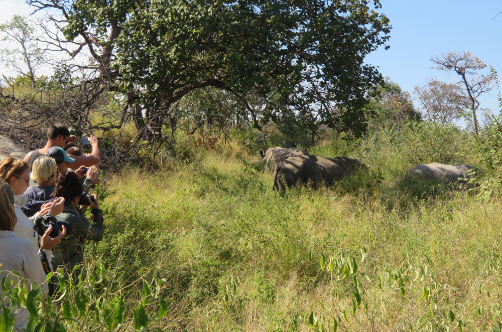 Rhino Walk in Zimbabwe: Getting Up Close With The Majestic Beasts in ...