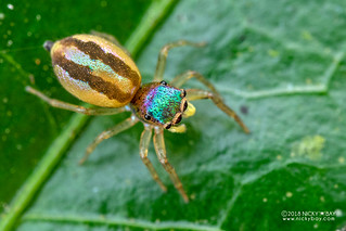 Jumping spider (cf. Echinussa sp.) - DSC_1857