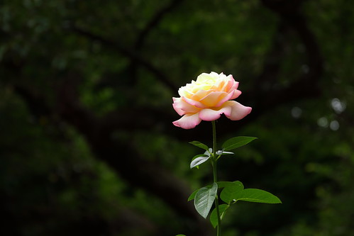 rose roses flower flowers peace バラ 岩手県 花巻温泉バラ園
