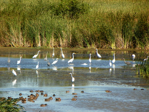 egrets2