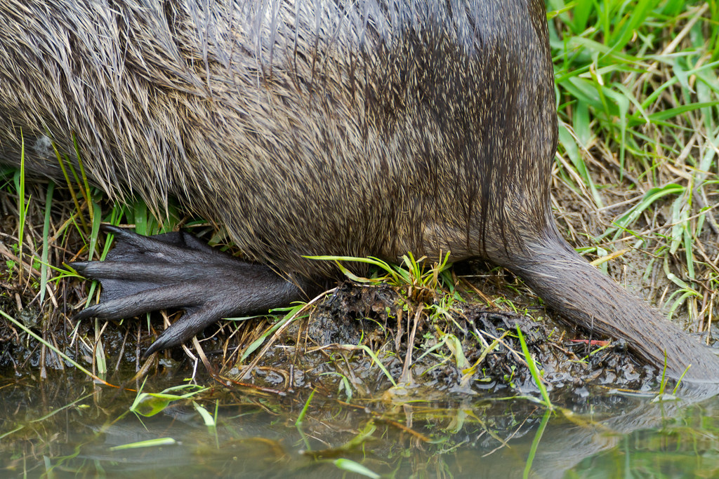A close-up view of the rear foot of a nutria