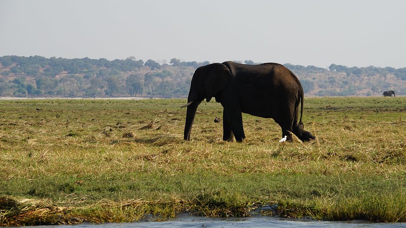 Chobe Riverfront: safari en 4x4 y crucero por el río - BOTSWANA, ZIMBABWE Y CATARATAS VICTORIA: Tras la Senda de los Elefantes (30)