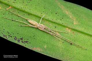 Long-jawed sac spider (Donuea sp.) - DSC_9786