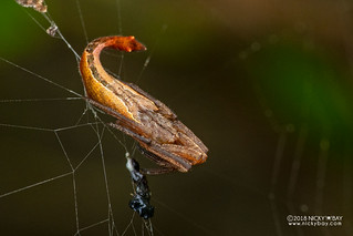 Scorpion-tailed spider (Arachnura sp.) - DSC_9556